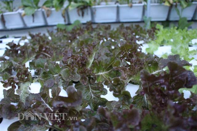 vườn rau sạch, trăm triệu, sân thượng, TP.HCM, ban công, vườn rau, trồng rau,