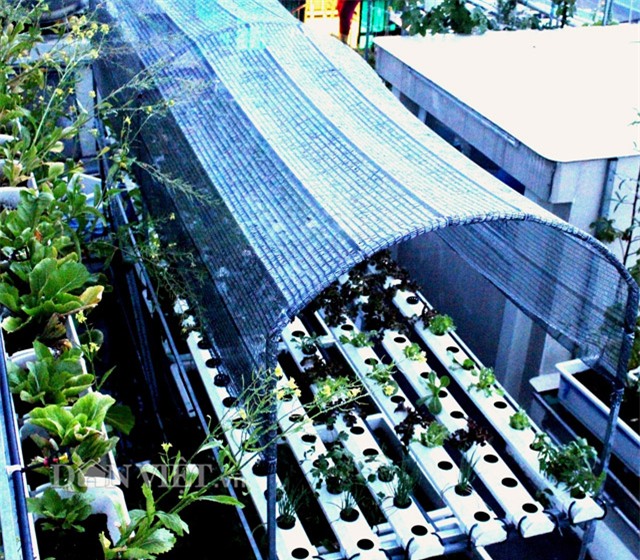 vườn rau sạch, trăm triệu, sân thượng, TP.HCM, ban công, vườn rau, trồng rau,