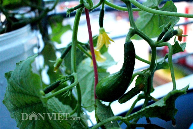 vườn rau sạch, trăm triệu, sân thượng, TP.HCM, ban công, vườn rau, trồng rau,