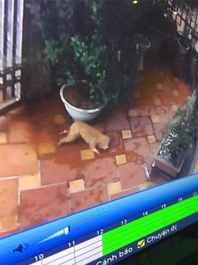 Xem camera, chủ nhà tá hỏa khi biết người giúp việc nhẫn tâm giết chết 2 chú chó Poodle của mình - Ảnh 2.