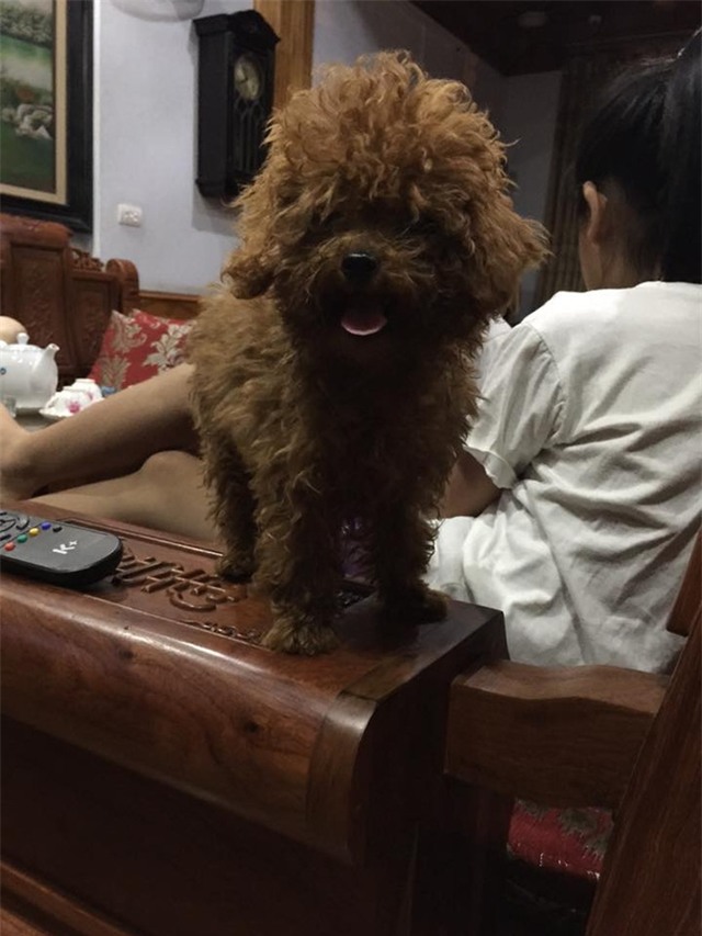 Xem camera, chủ nhà tá hỏa khi biết người giúp việc nhẫn tâm giết chết 2 chú chó Poodle của mình - Ảnh 6.