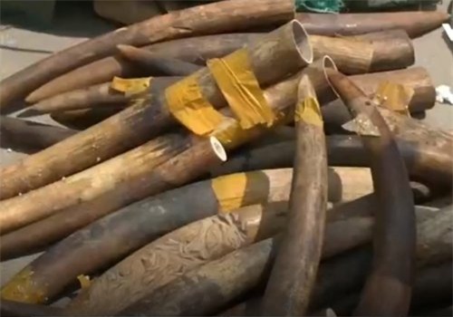 bắt giữ, ngà voi, sân bay quốc tế Nội Bài, hàng không, sân bay, buôn lậu, hải quan, hàng lậu