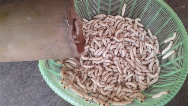 sâu tre, sâu măng, đặc sản sâu măng, hà nội lùng mua sâu măng, món sâu măng, món sâu tre