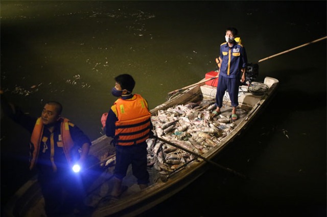 Chùm ảnh: Trắng đêm vớt cá chết ở Hồ Tây - 3