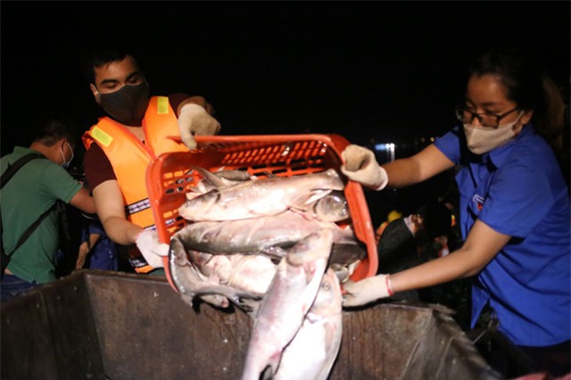 Chùm ảnh: Trắng đêm vớt cá chết ở Hồ Tây - 7