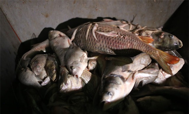 Chùm ảnh: Trắng đêm vớt cá chết ở Hồ Tây - 9