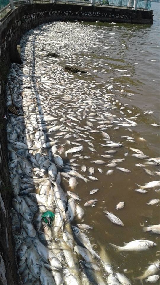 cá chết ở Hồ Tây, cá chết, cá chết Hồ Tây, nGUYỄN đỨC Chung