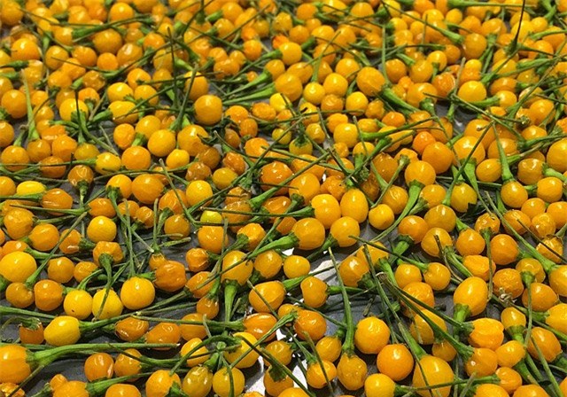 gia nua ty 1 kg, day la loai ot hiem nong bong va dat nhat the gioi hinh anh 8