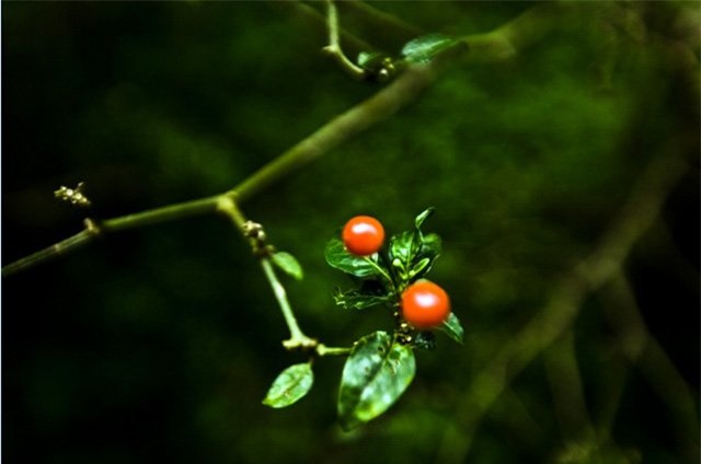 gia nua ty 1 kg, day la loai ot hiem nong bong va dat nhat the gioi hinh anh 9