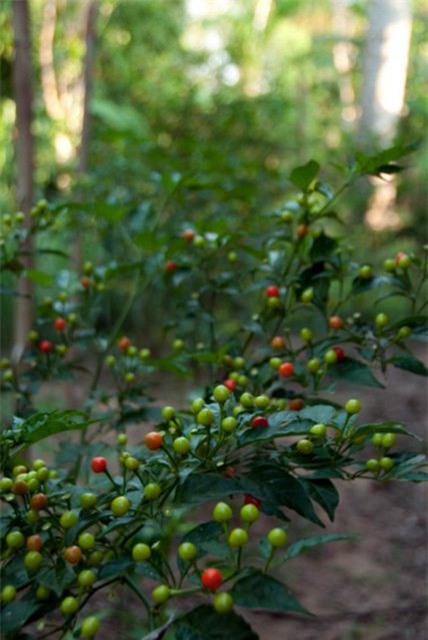 gia nua ty 1 kg, day la loai ot hiem nong bong va dat nhat the gioi hinh anh 10