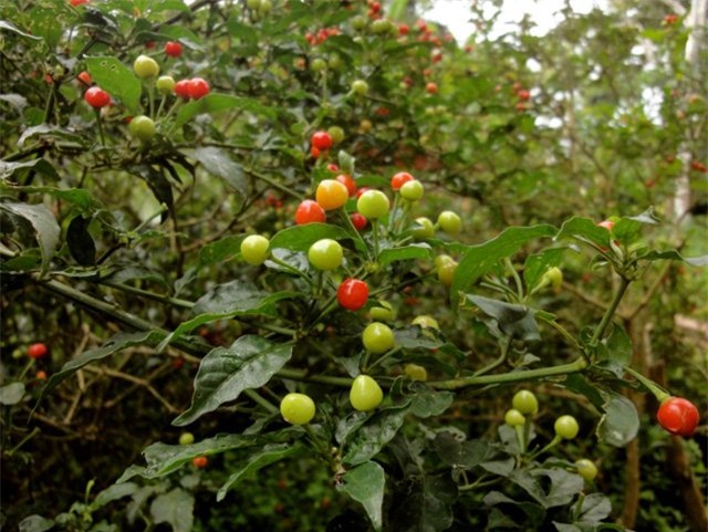 gia nua ty 1 kg, day la loai ot hiem nong bong va dat nhat the gioi hinh anh 11