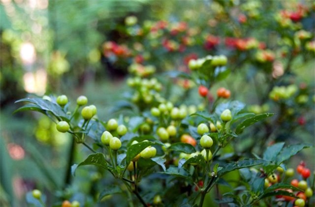 gia nua ty 1 kg, day la loai ot hiem nong bong va dat nhat the gioi hinh anh 12