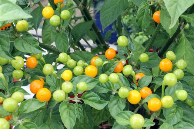 gia nua ty 1 kg, day la loai ot hiem nong bong va dat nhat the gioi hinh anh 13