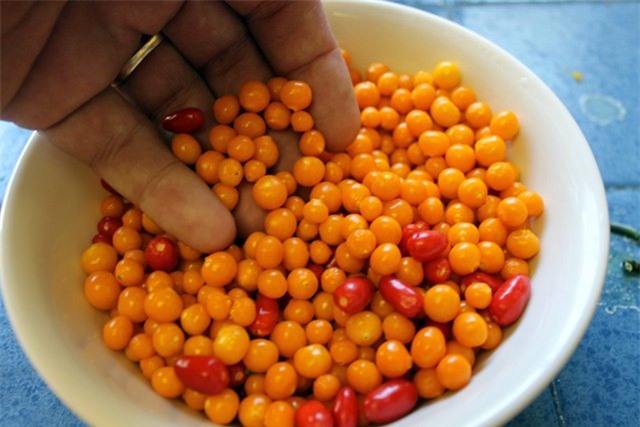 gia nua ty 1 kg, day la loai ot hiem nong bong va dat nhat the gioi hinh anh 16