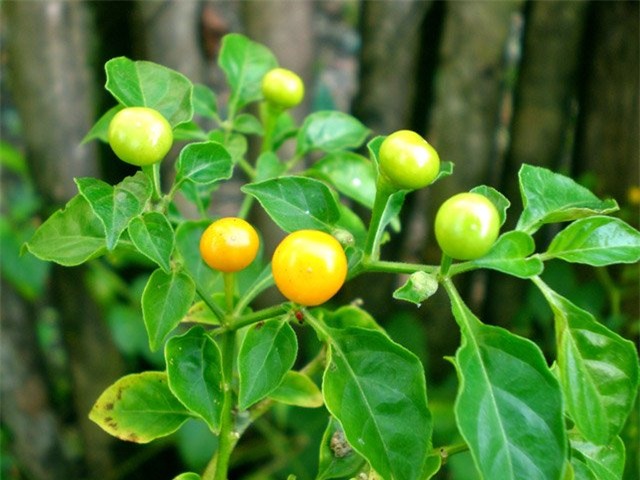 gia nua ty 1 kg, day la loai ot hiem nong bong va dat nhat the gioi hinh anh 3