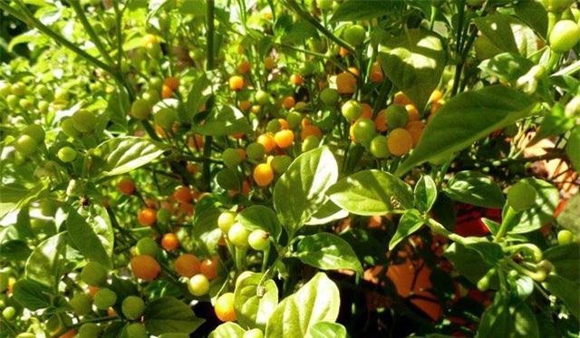 gia nua ty 1 kg, day la loai ot hiem nong bong va dat nhat the gioi hinh anh 4