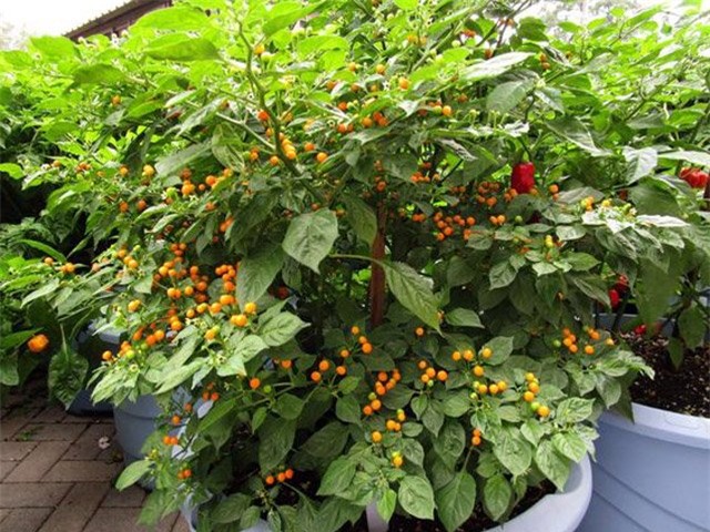 gia nua ty 1 kg, day la loai ot hiem nong bong va dat nhat the gioi hinh anh 5