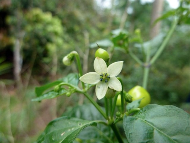 gia nua ty 1 kg, day la loai ot hiem nong bong va dat nhat the gioi hinh anh 6