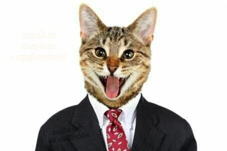 Đắng lòng thanh niên bị Facebook cho ra đảo, chỉ vì chia sẻ ảnh mèo - Ảnh 2.