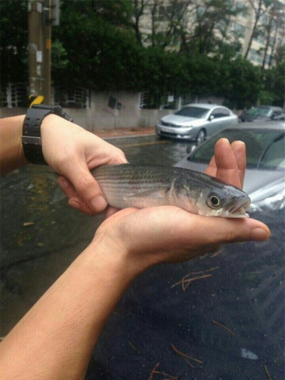 Cảnh tượng ngập lụt, đổ nát kinh hoàng sau bão tại siêu đô thị Hàn Quốc - Ảnh 13.