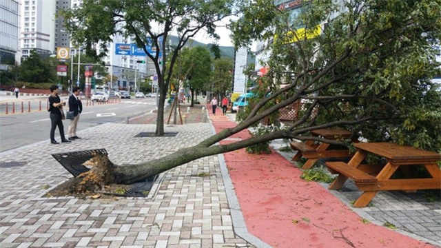 Cảnh tượng ngập lụt, đổ nát kinh hoàng sau bão tại siêu đô thị Hàn Quốc - Ảnh 19.