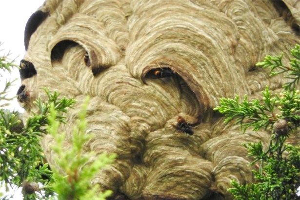 phat hien to ong bap cay chau a khong lo o anh hinh anh 2