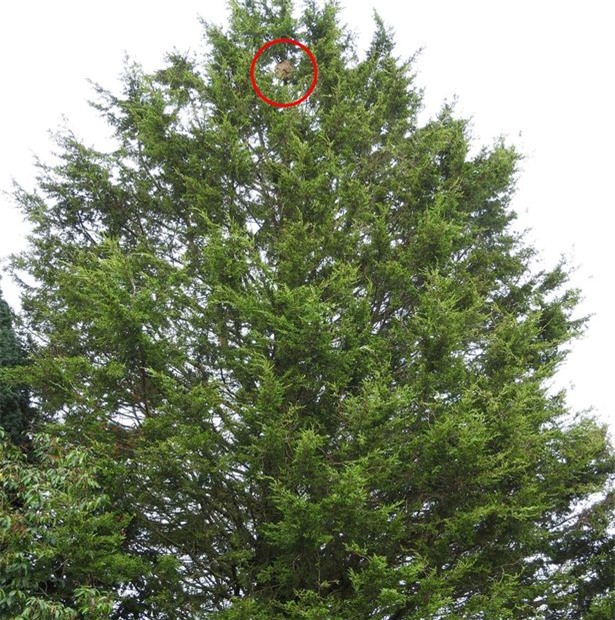 phat hien to ong bap cay chau a khong lo o anh hinh anh 3