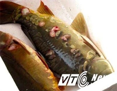 Đặc sản, bí ẩn, ốc không nắp, cá chép không vẩy, Hồ Tây, ốc Hồ Tây không nắp, Ốc quái thai, thủy quái, cá khủng, dân nhậu