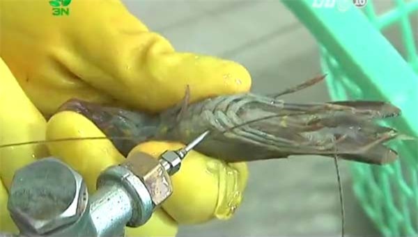 The Sun, clip, tôm bơm tạp chất, phẫn nộ cộng đồng mạng, tôm sú bơm tạp chất, báo nước ngoài