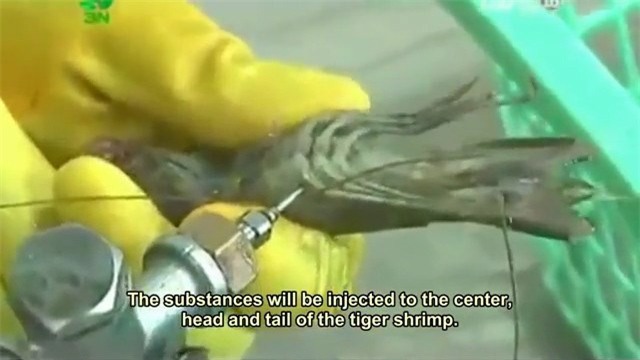 The Sun, clip, tôm bơm tạp chất, phẫn nộ cộng đồng mạng, tôm sú bơm tạp chất, báo nước ngoài