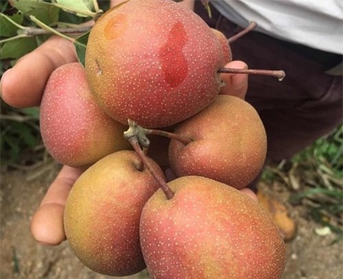 hoa quả, hoa quả Việt Nam, hoa quả Trung Quốc, hoa quả Tàu, hoa quả Trung Quốc nhập khẩu, táo thâm xỉn, táo đá mini, lê mini má hồng, nho mỹ nhân chỉ