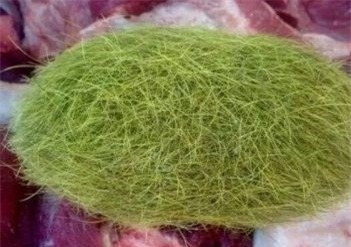 cát lợn, trư cát, đông y, vị thuốc hiếm, Trung Quốc