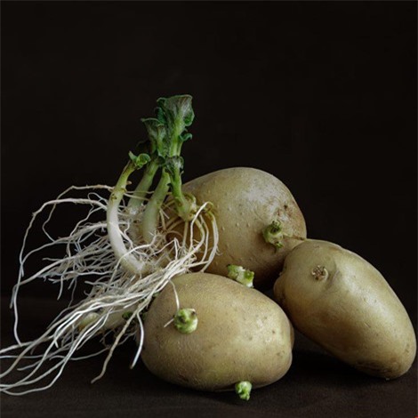 7 loại cây rau củ rất độc hại trong vườn nhà - Ảnh 1.