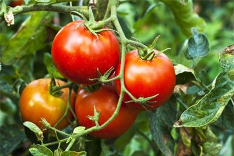 7 loại cây rau củ rất độc hại trong vườn nhà - Ảnh 2.