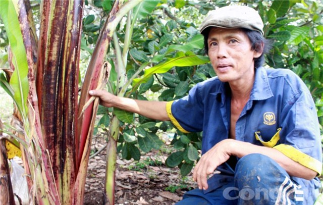 cây chuối, cây chuối lạ, cây chuối lạ ở Đồng Nai, cây chuối 2 buồng