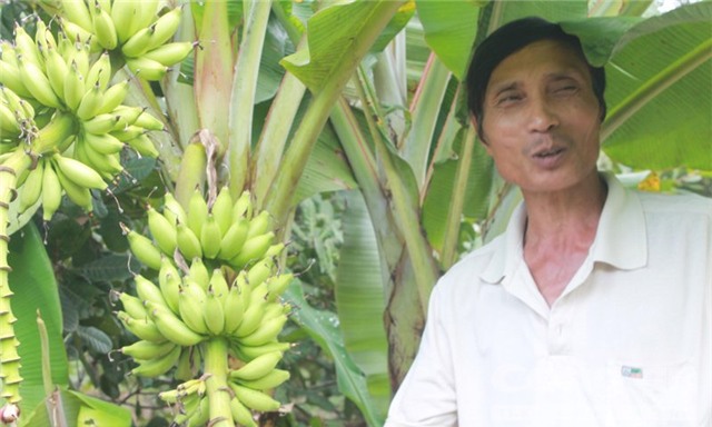 cây chuối, cây chuối lạ, cây chuối lạ ở Đồng Nai, cây chuối 2 buồng