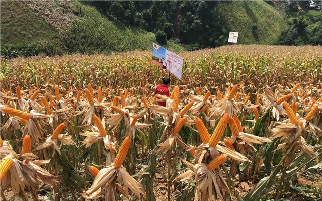 trồng ngô, ngô biến đổi gen, ngô sơn la, sơn la mất mùa ngô, thương lái từ chối mua ngô, giống ngô biến đổi gen, giống ngô thường
