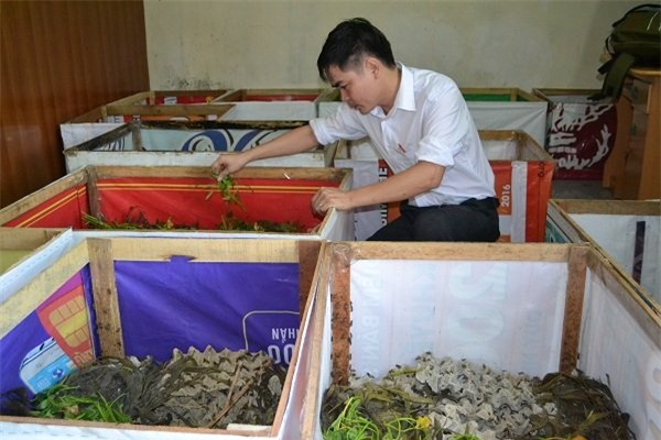 Thạc sỹ dế mèn, nuôi côn trùng, nuôi dế, kỹ thuật nuôi dế, các món ăn từ dế, các món ăn từ côn trùng, bí quyết nuôi dế, làm giàu từ côn trùng