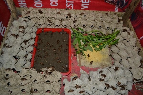 Thạc sỹ dế mèn, nuôi côn trùng, nuôi dế, kỹ thuật nuôi dế, các món ăn từ dế, các món ăn từ côn trùng, bí quyết nuôi dế, làm giàu từ côn trùng