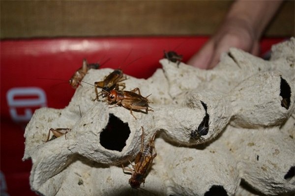 Thạc sỹ dế mèn, nuôi côn trùng, nuôi dế, kỹ thuật nuôi dế, các món ăn từ dế, các món ăn từ côn trùng, bí quyết nuôi dế, làm giàu từ côn trùng