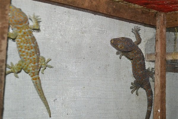 Thạc sỹ dế mèn, nuôi côn trùng, nuôi dế, kỹ thuật nuôi dế, các món ăn từ dế, các món ăn từ côn trùng, bí quyết nuôi dế, làm giàu từ côn trùng