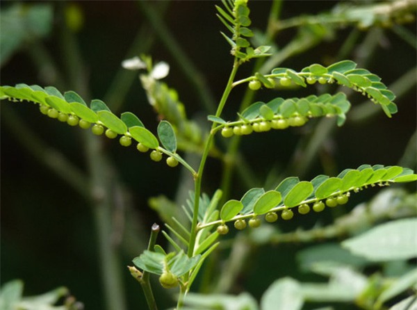tác dụng của diệp hạ châu