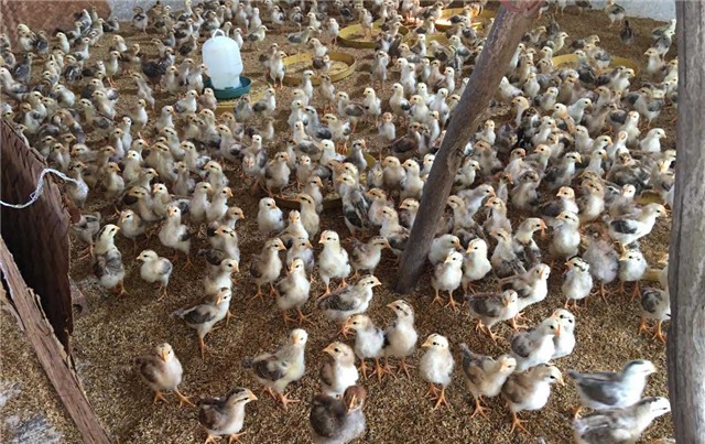 trang trại gà, nuôi gà, trang trại gà không mùi hôi, gà ta vĩnh phúc, gà ta thả vườn, men vi sinh emiser