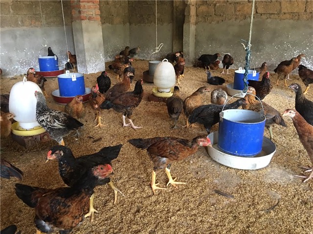 trang trại gà, nuôi gà, trang trại gà không mùi hôi, gà ta vĩnh phúc, gà ta thả vườn, men vi sinh emiser