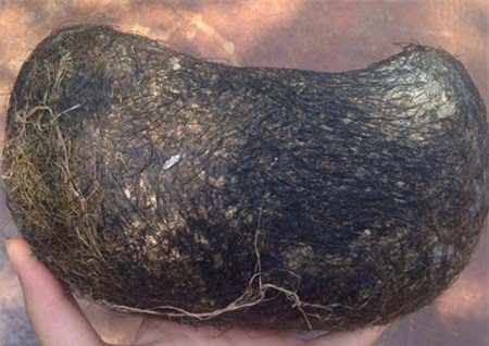 mổ lợn, ‘cát lợn’ tiền tỷ, vật thể lạ, thịt lợn, vật quý, của quý, trư cát, nông dân, lão nông, nuôi lợn