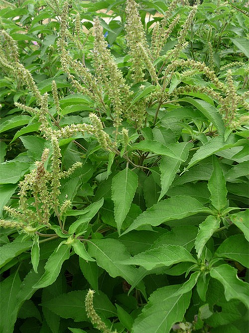 tim lai nhung vat dung lam dep cho cac ba, cac me tu thoi xua - 3