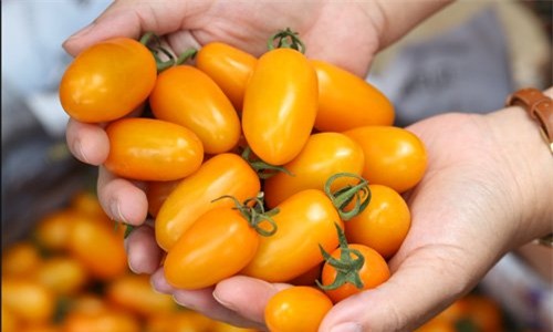 Trồng cà trái cây bằng sữa và trứng, trăm triệu/ tháng, Đức Trọng, Lâm Đồng, thu nhập, nông dân, cà chua