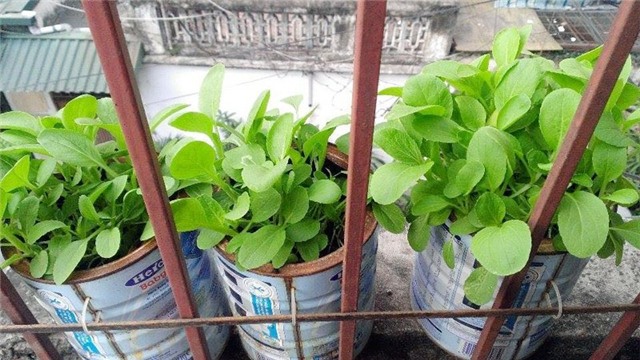 rau sạch, trồng rau sạch, trồng rau trong chai lọ, trồng rau trên sân thượng, rau thủy canh