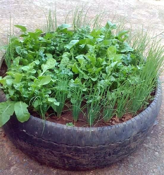 rau sạch, trồng rau sạch, trồng rau trong chai lọ, trồng rau trên sân thượng, rau thủy canh