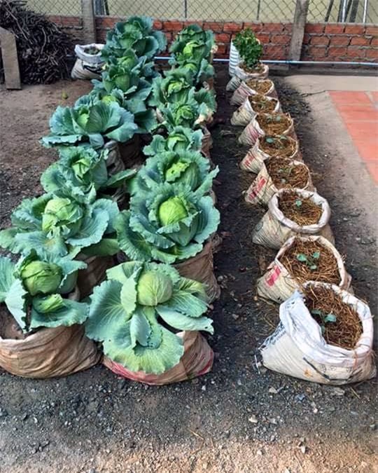 rau sạch, trồng rau sạch, trồng rau trong chai lọ, trồng rau trên sân thượng, rau thủy canh